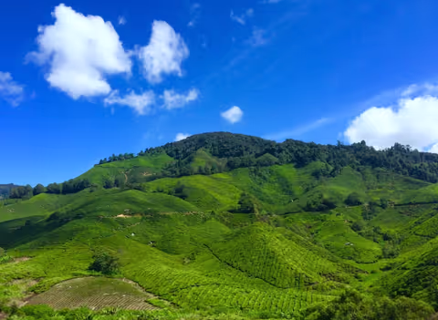 Pahang Tour Guide