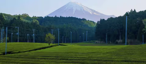 Shizuoka Tour Guide