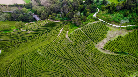 Azores Tour Guide