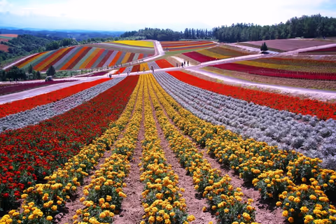 Furano / Biei Tour Guide