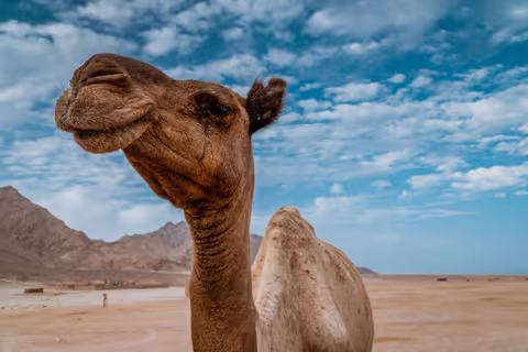 Dahab Tour Guide