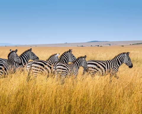 Kenya Tour Guide