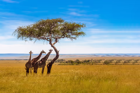 Uganda Tour Guide