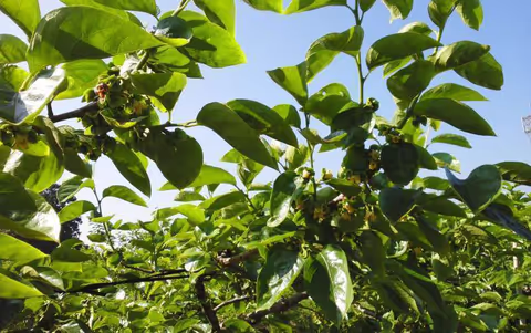 Persimmon flowers and baby persimmons from Sado!