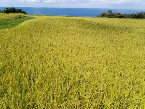 Looks like an ordinary paddy field but...