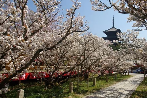 Top 10 Best Places to View Cherry Blossoms in Kyoto