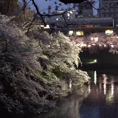Dreaming of Sakura coming soon - alternative way of viewing