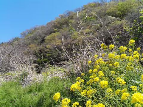 Feast for the eye in spring in Sado Island