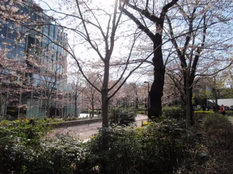 Today's cherry blossoms in Roppongi