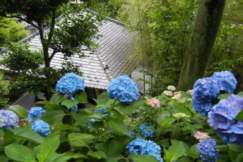 Hydrangea Viewing Tour in Kamakura