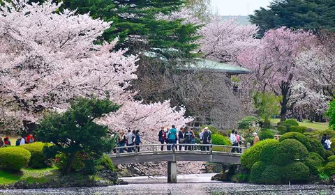 Best Sakura (Cherry blossom) spots in Tokyo recommended by guides and travelers