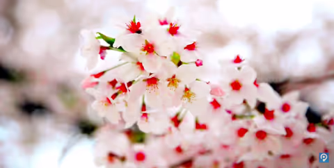 How to enjoy Hanami - Sakura (Cherry blossoms) in Tokyo