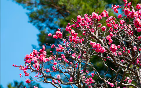 Tokyo in February - things to do, events and festivals