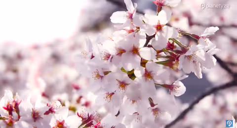 Popular Events and Festivals in Tokyo to Experience 
