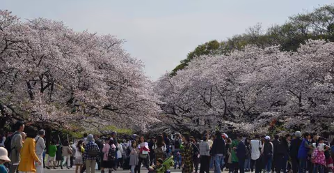 Spring in Tokyo - What to do, Sakura Cherry Blossom Festivals and Events 