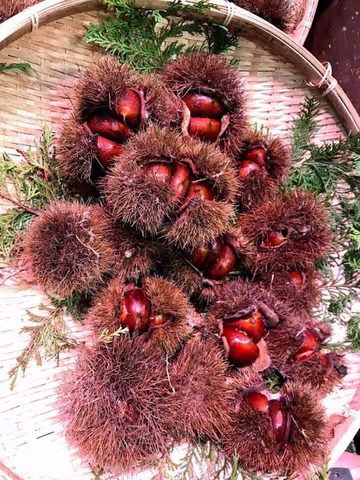 Kyoto Tanbaguri, sweet chestnuts