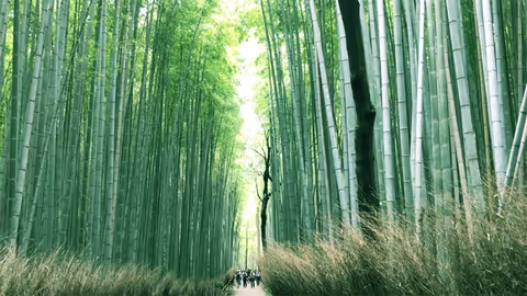 My Favorite Attractions in Arashiyama