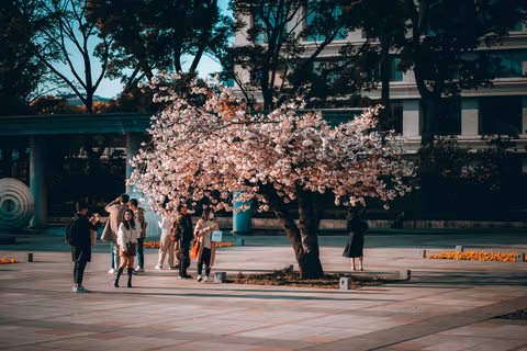 Cherry Blossom Season in Japan: The 5 Best Spots in Tokyo To See Them
