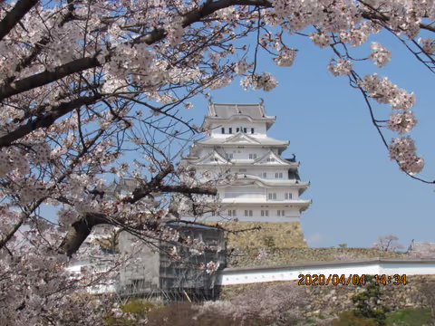 Cherry Blossoms in Himeji Castle