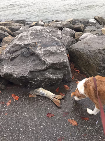 The Beasts of New York Harbor - Whales, Seals, Dolphins, Oysters...Even a carousel of delights.