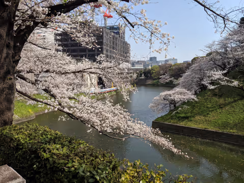 Cherry Blossoms Viewing in Tokyo