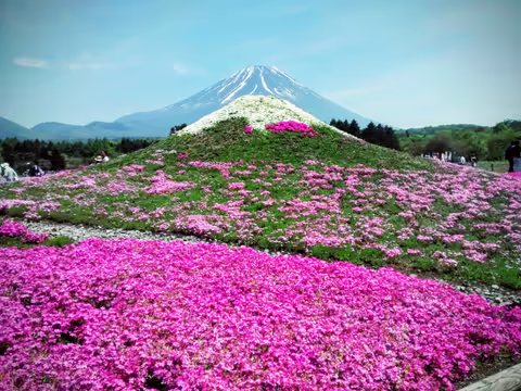 Fuji Shibazakura Festival