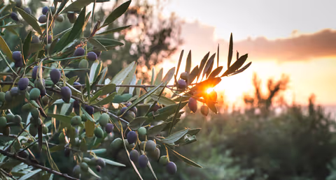 Hidden Gems in Fátima: Olive Oil, Shepherds’ Villages, Caves & Quiet Paths