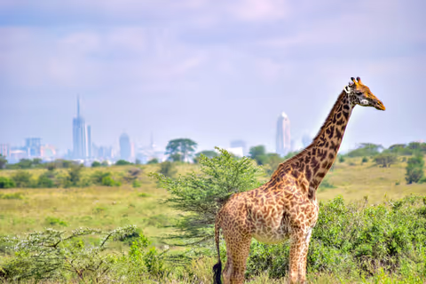 Things to Do in Nairobi: A Calm, Local Guide to the City’s Best Experiences