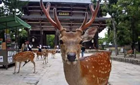Bienvenido a Japón, y vamos a dar un paseo por Nara y Osaka