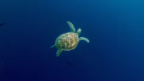 Bunaken Island Hopping