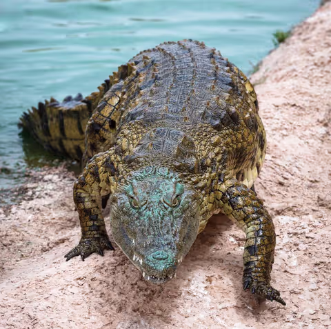 Agadir Crocoparc