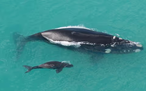 Enjoy Hermanus! (+ whale watching seasonally)