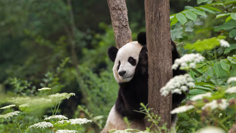 1-day Tour of Chengdu Panda Centre and Sanxingdui Site.