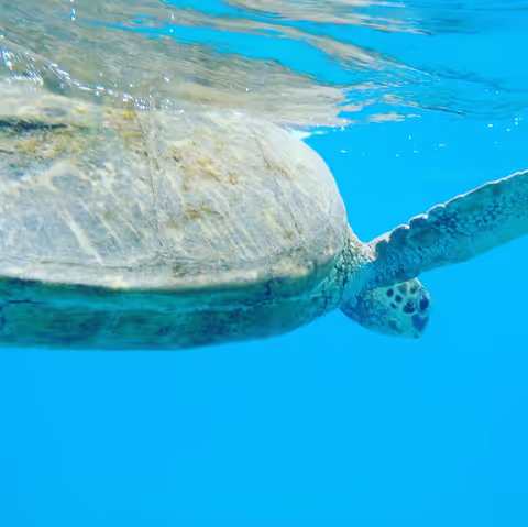 Beginner Snorkeling Tour in Waikiki