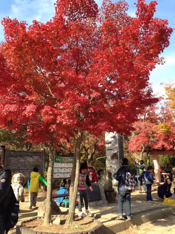 Don't miss beautifu autumnal or fresh leaves on Mt. Takao ! 