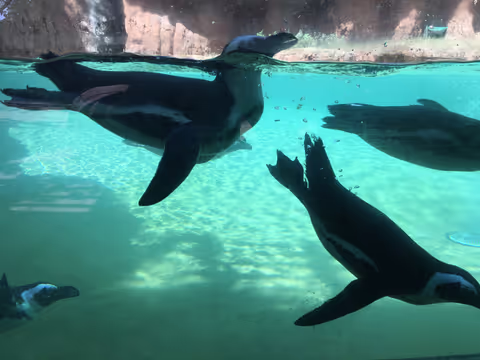 Local Guided Tour of Honolulu Zoo
