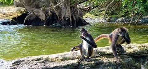 Car Tour CDMx Puebla/Cholula/Catemaco/ Coatzacoalco/Cordoba/Veracruz