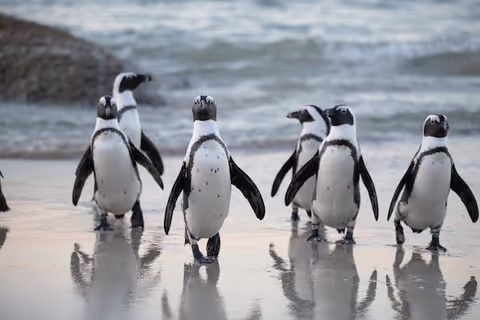 CAPE TOWN GREATEST HIGHLIGHTS