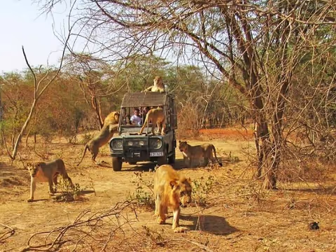 Safari Game Drive And Safari With The Lions