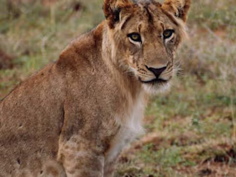 5 Days Uganda-Gorilla & Wildlife Safari Experience.