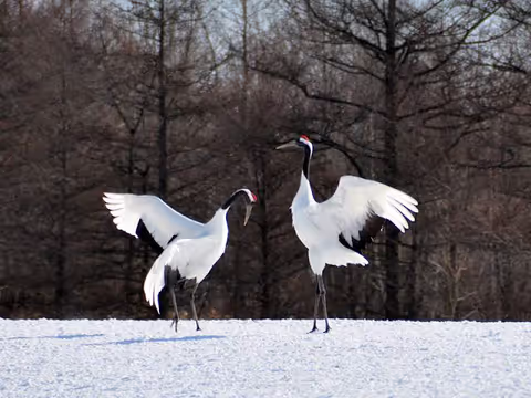 Amazing Winter Tour/ Tancho Crane/ Short Trekking in the snow/ Fish Market/ Marshland View Point