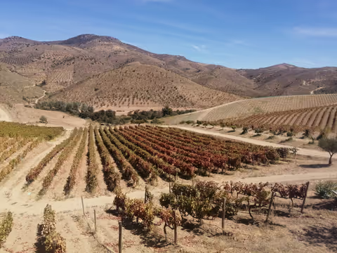 Douro Valley Wine Region Port Wine Private Tour