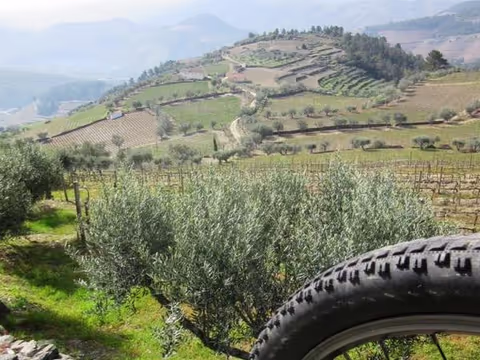 Private e-Bike in Douro Valley Wine Region Half Day Tour