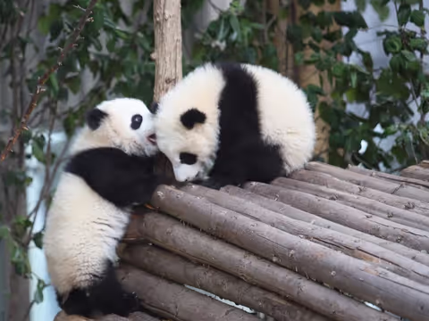 Day Tour to Chengdu Panda Base and Giant Buddha
