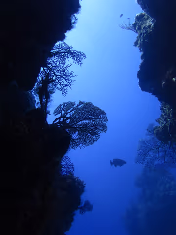 2 - Tank boat dive for certify SCUBA divers