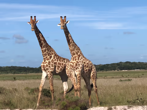 Safari Maputo National Park