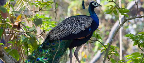 Kathmandu, Pokhara & Chitwan Tour