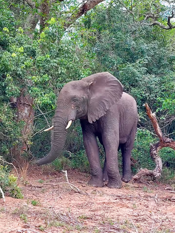 2 Days Safari Maputo National Park