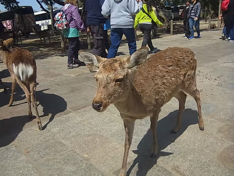 Full-Day Nara Deear Park and Uji Green Tea Town Tour from Kyoto