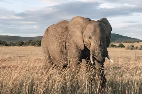 3-Day Tanzania Safari to Serengeti National Park